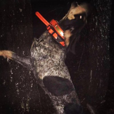 yodernation's profile picture. Bull Riding Huntin