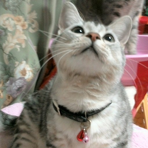 こむぎらぶさんのプロフィール画像
