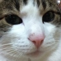 ニークル (@keeko1daichiar1) 's Twitter Profile Photo ニークル (@keeko1daichiar1) 's Twitter Profile Photo