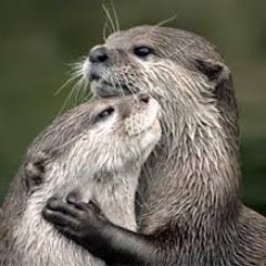 LoutreAnonyme's profile picture. 