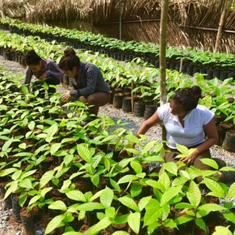 Premier grower of Mesoamerican #cacao #hardwoods #fruit & #spices using #ClimateSmart #agroforestry #NaturalCapital #ImpInv Tweets by: https://t.co/5RBJKJAG8z