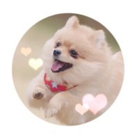 さく🌸 (@____aktc) 's Twitter Profile