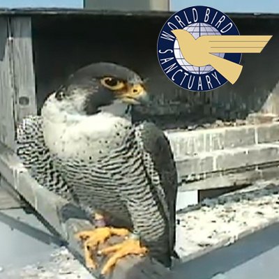 Watch live video on a Peregrine Falcon nest box from 7am-8pm CST. Brought to you by World Bird Sanctuary, Ameren-MO and MO Dept of Conversation.