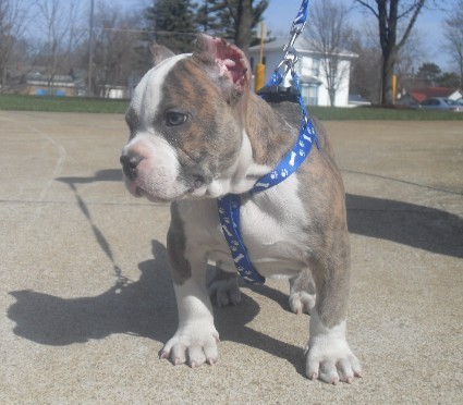 B3_Bullies's profile picture. for sale in michigan, pitbull puppys for sale in michigan or mi.