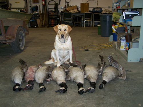 goosetalk's profile picture. I HUNT.