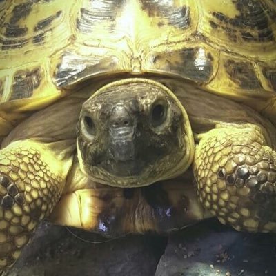 Grumpy Tort