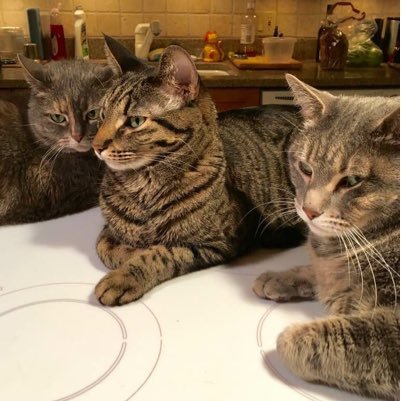 We are the Awesome Pawsome of Trooper, Mac, Zoey & Mudpie. All former shelter cats living the ⭐️⭐️⭐️⭐️ ⭐️ life. #CatsOfTwitter #AdoptDontShop