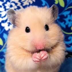 かわいいハムスターたち Hamstersister Twitter