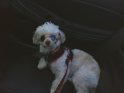 PoodleShark's profile picture. Mathematician, Cryptographer, Happily Married Wife of High Nerd and Proud Rescue Dog Mother