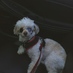 C (@poodleshark) Twitter profile photo