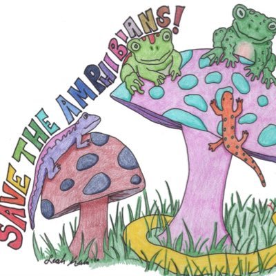 follow this account to help spread awareness of the alarming rates amphibians are disappearing at