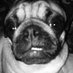 Bruce (@pugknight) Twitter profile photo Bruce (@pugknight) Twitter profile photo