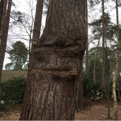 tree_saurus's profile picture. Treez