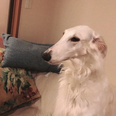 lovely doggo named fran #borzoi #ふらんそーたん