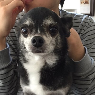 ZJJwbI1CswnKvxn's profile picture. かりっぴぃ大好き💕ヒス大好き❤