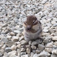 でっぷ (@dep_library) 's Twitter Profile