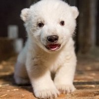 Marco POLO (@marctailer3) 's Twitter Profile