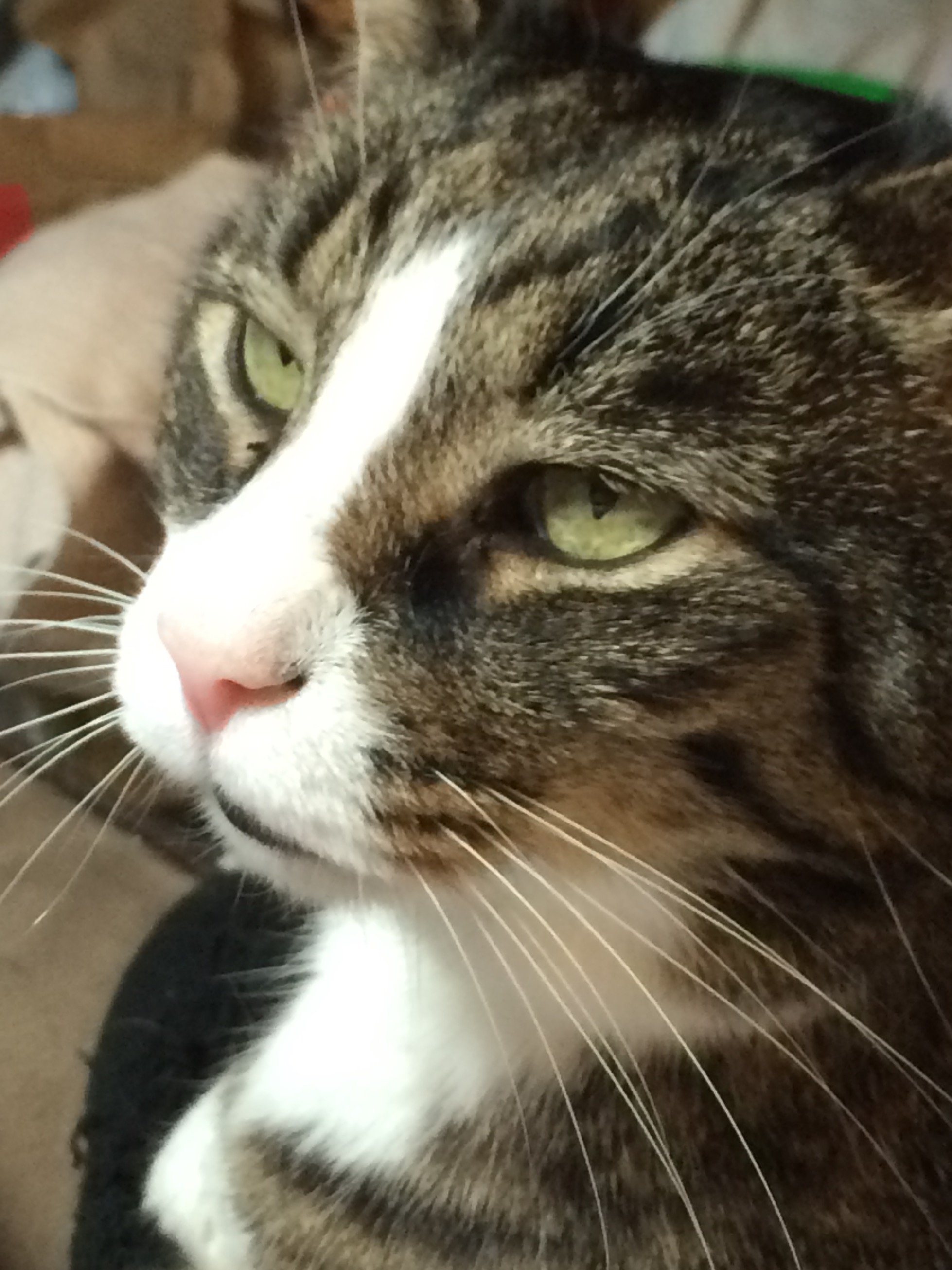 GailM3434's profile picture. Retired Clinical Laboratory Scientist. Small Business Owner. Animal Lover. Music Lover. Divorced.