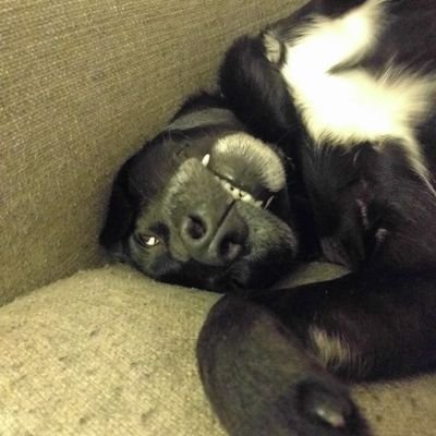 caltangelo's profile picture. 