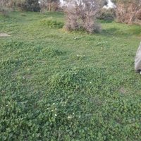 Saud سعود (@ssaud03) 's Twitter Profile