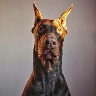 bartower's profile picture. 