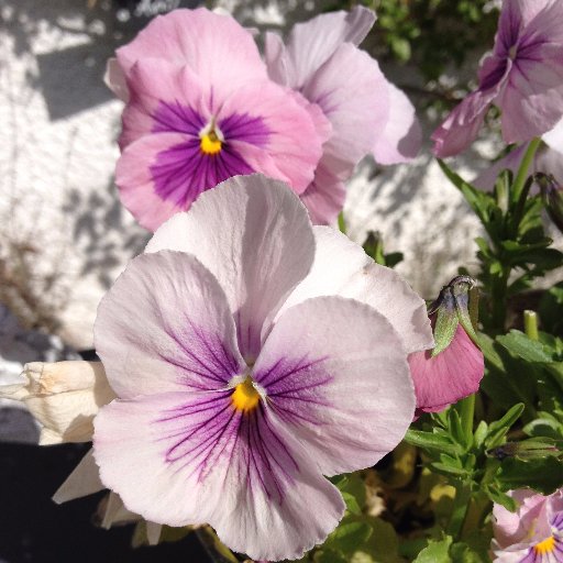 Delphine et Marie, passionnées de jardin, #déco, #nature...Nous partagerons avec vous nos #pensées, nos #jardins, nos #fleurs, nos bonheurs!