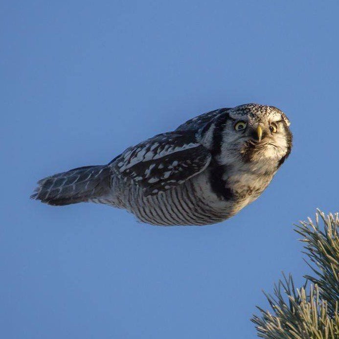 SriReko64's profile picture. 