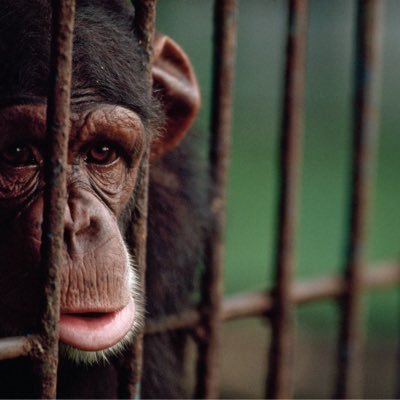 helpanimals_123's profile picture. Help the animals please they are endangered