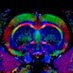 BRAIN (@brain_kcl) Twitter profile photo BRAIN (@brain_kcl) Twitter profile photo