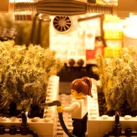 GrowInPeace on BlueSky & Spoutible✌️💙🇺🇦🌻 (@yourgrowfriend) 's Twitter Profile