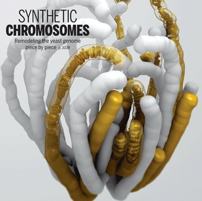 SynGenome Profile Picture