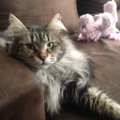 coragardel's profile picture. 