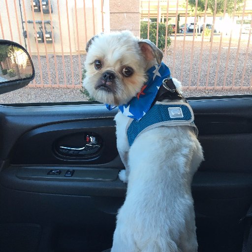 Mom to a sweet Shih Tzu named Buster Brown, Loyal Friend, Follower of Jesus, love Las Vegas, love my Church and Pastor Josh Teis & his awesome wife, Heather!