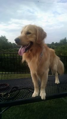 LovingWNC's profile picture. Retired IT professional.  Conservative, TeaParty, limited government, fiscal responsibility, preservation of individual rights.  #MAGA