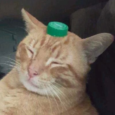 _migtwit's profile picture. Can a meme be TOO dank?
