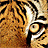 CyG_tigers's profile picture. work TOGETHER to save the tigers