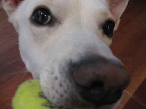 ZippysGirl's profile picture. visual communicator, pop-culture/sports/political junkie, tennis wannabe, momma of 3 plus pup