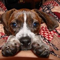 Nicole Hendrickson (@nikki57) 's Twitter Profile