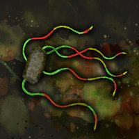 Marc Erhardt (@salmo_lab) 's Twitter Profile