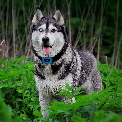 Our pet tracking devices will be launched soon! Explore the secret lives of your four-legged-friends & share their adventures on our new social media platform