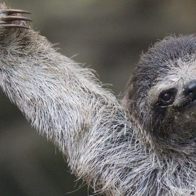 Llamaruler's profile picture. where da love AKA $loth lord