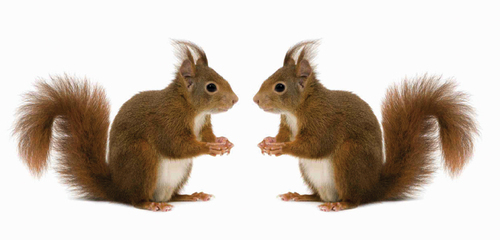 Acornlethorsham's profile picture. 01403 267672 
LANDLORDS REQUIRED
Fully managed service@10%
No 12 month commitment
Full 6 month report/photos
24/7 access
Save £200 when you switch!