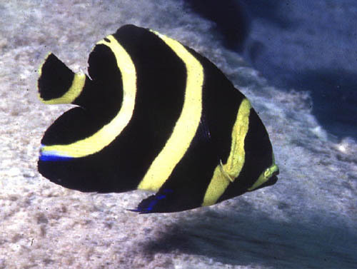 We carry a variety of Salt & Fresh water fish,Invertebrates,Corals & other Aquatic accessories.Our products sell at the highest quality & most reasonable prices