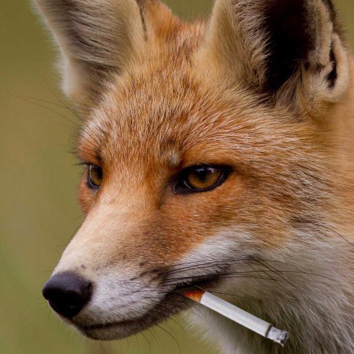 drunkpangrams's profile picture. Most of the letters, most of the time