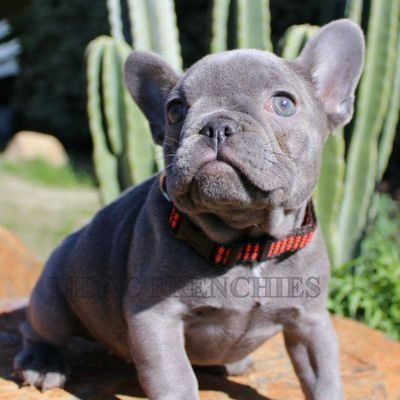 French bulldog breeder of rare colors