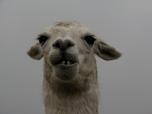 Hairy_Llama Profile Picture