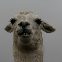 Chris Creevey (@hairy_llama) 's Twitter Profile