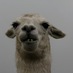 Chris Creevey (@hairy_llama) Twitter profile photo Chris Creevey (@hairy_llama) Twitter profile photo