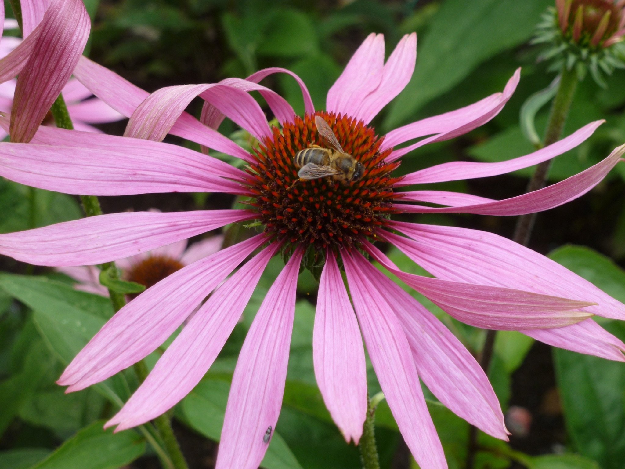 I create #garden & #planting plans for those wanting to create enjoyable outdoor spaces.