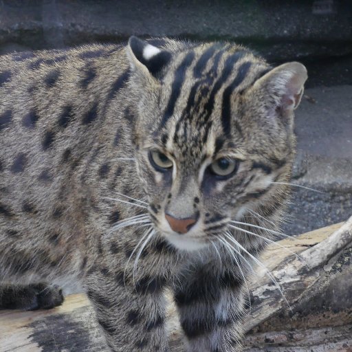 isiz_n0's profile picture. 社会人/ポケモン/アニメ/PC